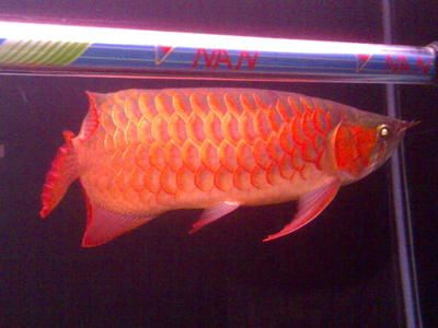 紅龍魚(yú)什么樣算火焰尾魚(yú)了：紅龍魚(yú)什么樣算火焰尾魚(yú)