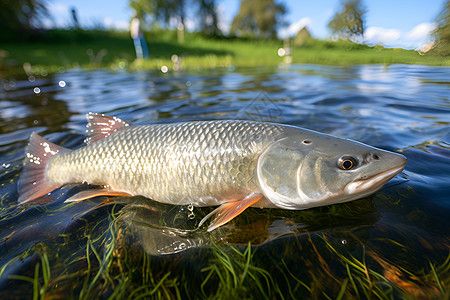 飛龍魚是什么魚：飛龍魚是一個相對模糊的概念，可以指代多種魚類種類