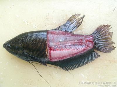 紅龍魚進(jìn)口：紅龍魚進(jìn)口需要注意什么？