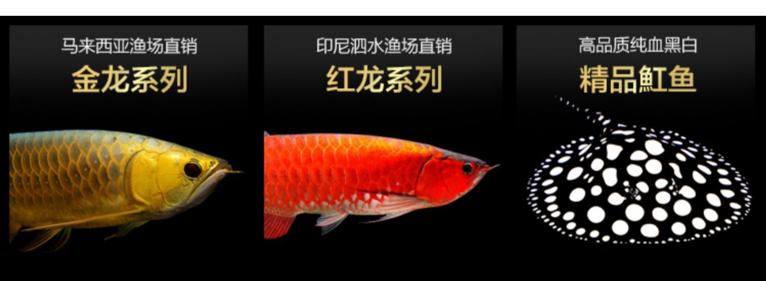 紅龍魚小魚苗：如何挑選紅龍魚小魚苗