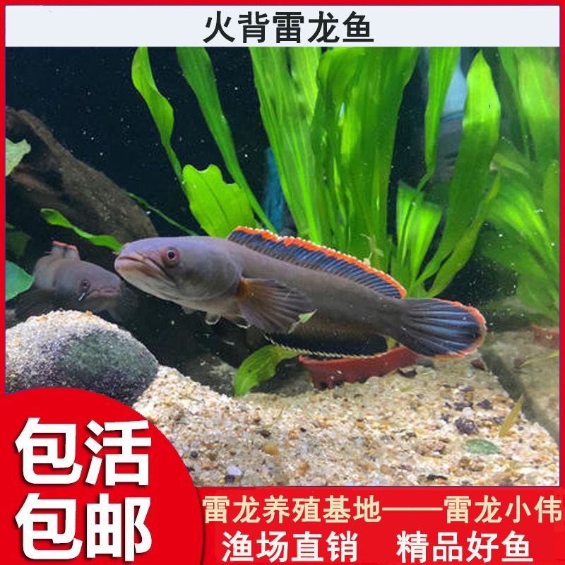 奶茶雷龍魚苗難養(yǎng)嗎怎么養(yǎng)的：奶茶雷龍魚苗怎么飼養(yǎng) 龍魚百科 第2張