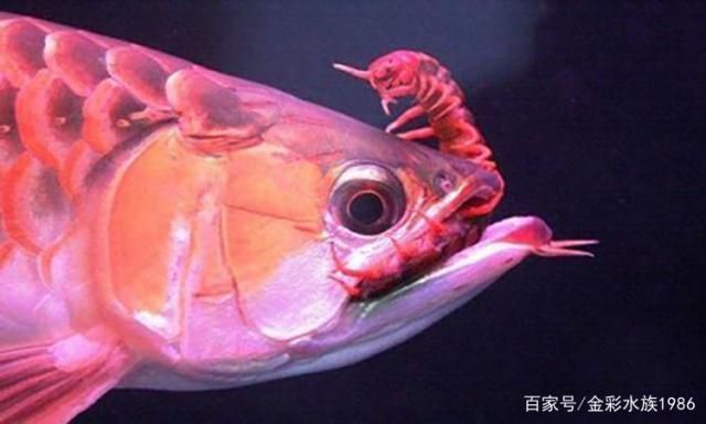 龍魚吃了蜈蚣怎么不吃食了：龍魚吃了蜈蚣后不再吃食可能有以下幾個(gè)原因