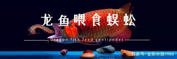 龍魚吃了蜈蚣怎么不吃食了：龍魚吃了蜈蚣后不再吃食可能有以下幾個(gè)原因