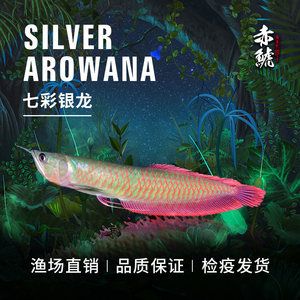 龍魚苗喂什么長得快些：龍魚苗喂什么長得快 龍魚百科 第1張