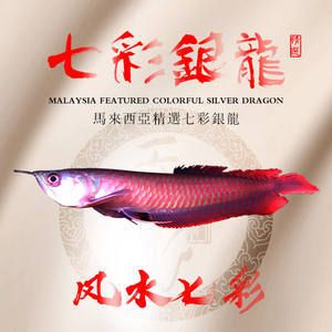 龍魚苗喂什么長得快些：龍魚苗喂什么長得快 龍魚百科 第3張