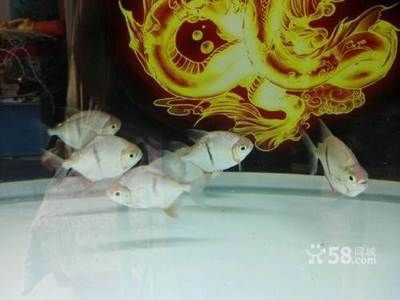 朝陽龍魚專賣店：北京朝陽龍魚專賣店