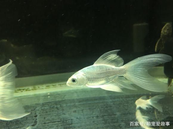 蝴蝶鯉能和金龍魚混養(yǎng)嗎：蝴蝶鯉可以和金龍魚混養(yǎng)嗎