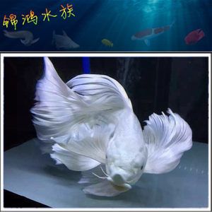 蝴蝶鯉能和金龍魚混養(yǎng)嗎：蝴蝶鯉可以和金龍魚混養(yǎng)嗎