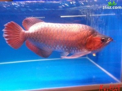 龍魚(yú)搬家最好的方法：龍魚(yú)搬家最好的方法包括以下幾個(gè)步驟 龍魚(yú)百科 第1張