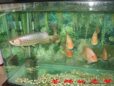 金龍魚論壇吧：金龍魚論壇吧是一個與金龍魚相關(guān)的在線社區(qū)