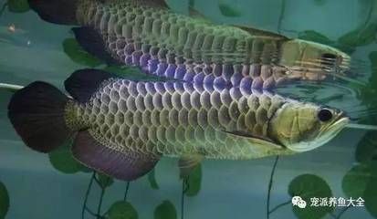 龍魚只喂顆粒行嗎：龍魚只吃顆粒飼料嗎？ 龍魚百科 第3張