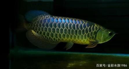 過(guò)背金龍魚(yú)怎么養(yǎng)才好看：過(guò)背金龍魚(yú)怎么養(yǎng)才好看過(guò)背金龍魚(yú)怎么養(yǎng)才好看