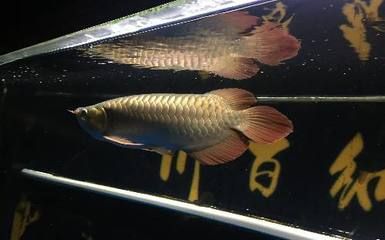 龍魚怎么預(yù)防內(nèi)寄：為了預(yù)防龍魚的內(nèi)寄生蟲，飼主可以采取一系列措施來維護水質(zhì)健康 龍魚百科 第3張