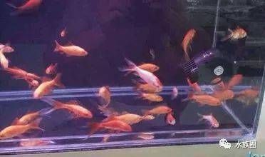 龍魚長期喂金魚好嗎：金魚可以作為龍魚的食物之一嗎？