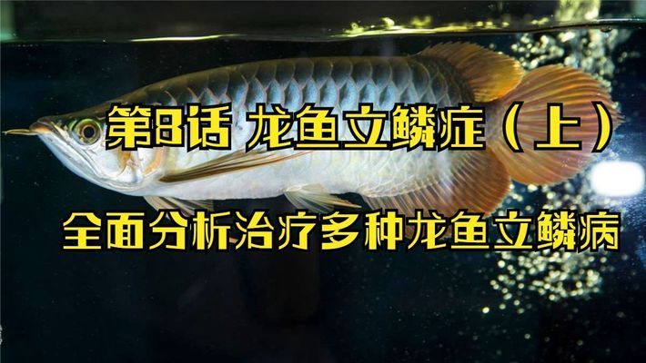 龍魚立磷病為什么冶不好：龍魚立磷病為什么冶不好， 龍魚百科 第2張