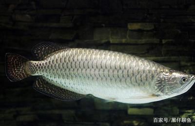 如何調(diào)理出龍魚好狀態(tài)的魚：如何調(diào)理出龍魚好狀態(tài)