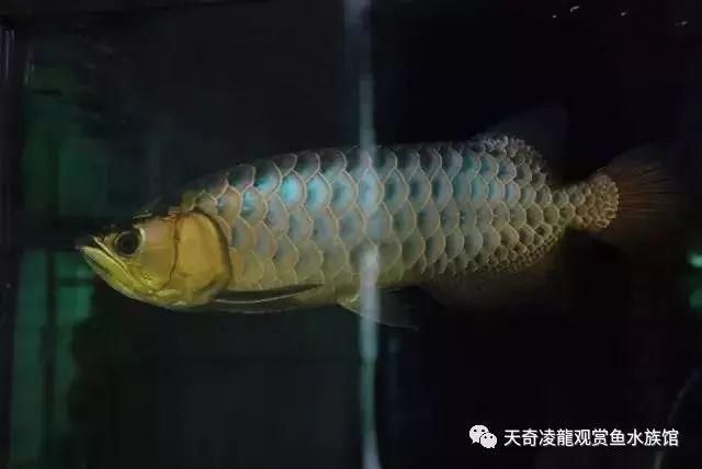 金龍魚(yú)藍(lán)色鱗片：金龍魚(yú)的藍(lán)色鱗片是一種特殊的形態(tài)特征