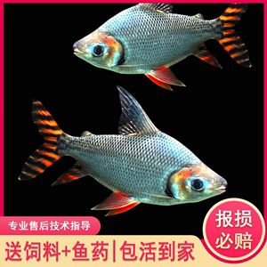 紅龍魚高端配魚：紅龍魚與紅龍魚的高端配魚有哪些種類中國論文網(wǎng)