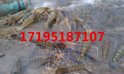 在哪里可以買到龍魚苗？：在哪里可以買到龍魚苗 龍魚百科 第2張