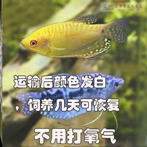 龍魚打氧氣能運輸幾天不死：龍魚打氧氣能運輸幾天不死答案會根據(jù)多種因素而有所不同 龍魚百科 第1張