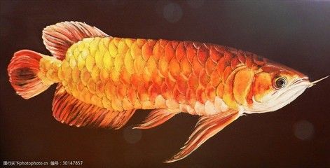 金龍魚適合什么顏色的背景畫：金龍魚的飼養(yǎng)和背景顏色的選擇密切相關(guān) 龍魚百科 第1張