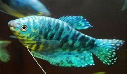 過背藍龍魚：過背藍龍魚的飼養(yǎng) 龍魚百科 第2張