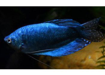 過背藍龍魚：過背藍龍魚的飼養(yǎng) 龍魚百科 第1張