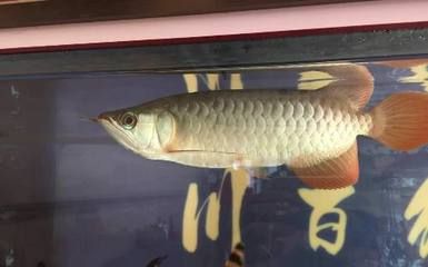 龍魚5號(hào)治療腸炎嗎：龍魚5號(hào)可以治療腸炎