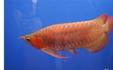 紅龍魚養(yǎng)：紅龍魚的飼養(yǎng)方法