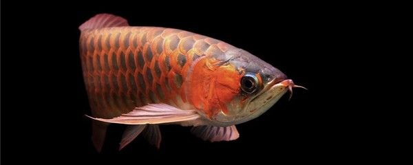 龍魚吃泥鰍的好處和壞處：龍魚吃泥鰍的好處與壞處 龍魚百科 第2張