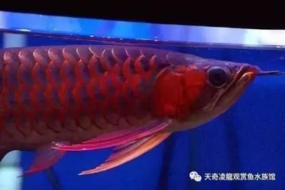 賣龍魚(yú)取一個(gè)店名好嗎女孩：賣魚(yú)店鋪取名建議：“龍魚(yú)許愿樹(shù)”和“許愿樹(shù)” 龍魚(yú)百科 第2張