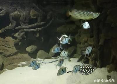 龍魚突然一直裝缸什么原因：龍魚一直裝缸什么原因 龍魚百科 第2張