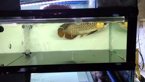 大湖紅龍魚(yú)對(duì)比印尼紅龍魚(yú)哪個(gè)好：大湖紅龍魚(yú)和印尼紅龍魚(yú)哪個(gè)好