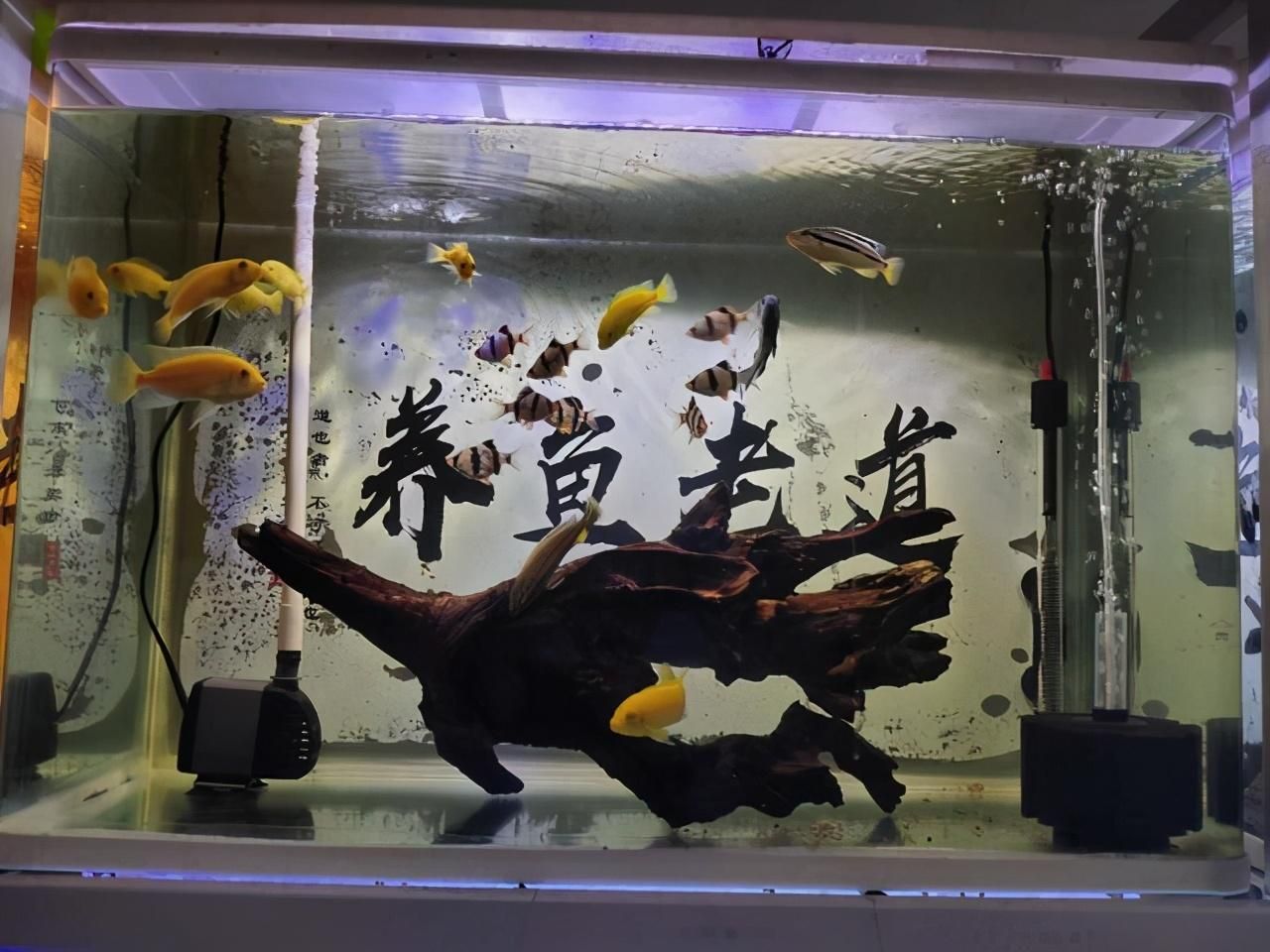 純水養(yǎng)龍魚好嗎：養(yǎng)龍魚是否使用純水是一個(gè)有爭(zhēng)議的話題以下是根據(jù)搜索結(jié)果得出的一些信息 龍魚百科 第2張