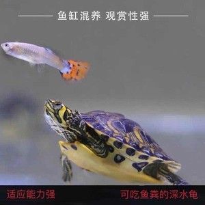 黃耳龜和龍魚(yú)混養(yǎng)：黃耳龜可以和龍魚(yú)混養(yǎng)嗎？