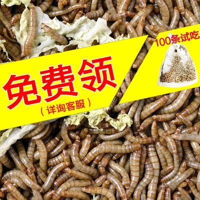 龍魚可以長期吃面包蟲嗎：龍魚可以吃面包蟲嗎