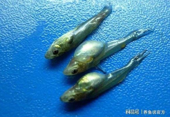 龍魚沉頭吐氣泡肛門拉氣泡：龍魚沉頭吐氣泡可能是由于多種原因引起的