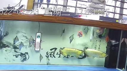 賣龍魚取一個店名好嗎：“小波龍魚店”取名時應遵循一定的原則，適合您賣龍魚的店名