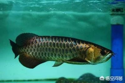 龍魚掉鱗片會死嗎：龍魚掉鱗片會死亡嗎 龍魚百科 第2張