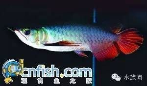 龍魚資料簡介400字：龍魚是一種什么魚 龍魚百科 第1張