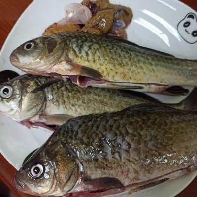 龍魚喂小鯽魚好嗎怎么喂：喂龍魚小鯽魚可行嗎 龍魚百科