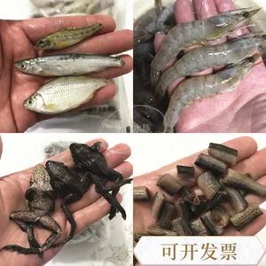 龍魚多大能吃林蛙：龍魚多大能吃林蛙，喂食的適宜時(shí)間和頻率