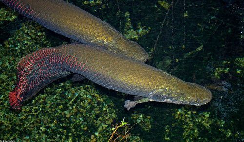 骨舌魚 龍魚：骨舌魚科是什么魚？ 龍魚百科 第2張