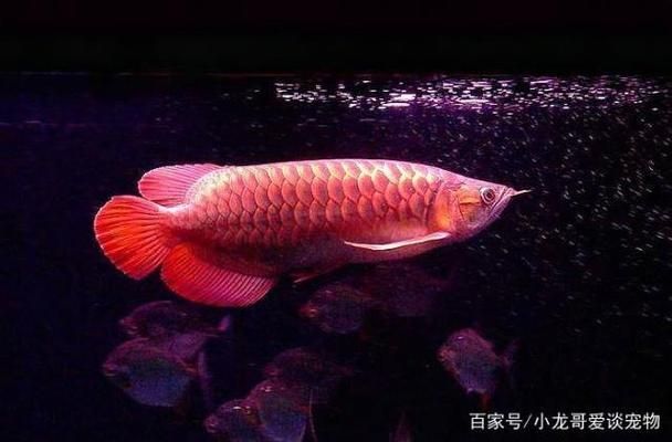 紅龍魚尾鰭白邊：紅龍魚尾鰭出現(xiàn)白邊可能是由于多種原因引起的，以下可能 龍魚百科 第2張