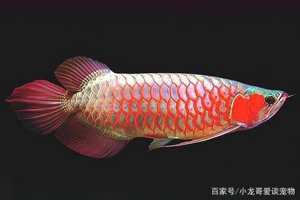 紅龍魚尾鰭白邊：紅龍魚尾鰭出現(xiàn)白邊可能是由于多種原因引起的，以下可能 龍魚百科 第3張