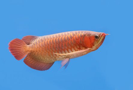 晚安：再過(guò)兩個(gè)月就滿十年了 觀賞魚(yú)論壇 第3張