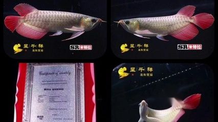 金龍魚和紅龍魚哪個(gè)厲害些：金龍魚和紅龍魚哪個(gè)厲害？ 龍魚百科 第3張