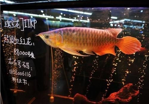 賣龍魚取一個店名字大全：賣龍魚店鋪名字如何選擇？ 龍魚百科 第2張