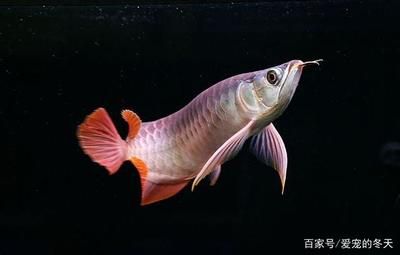 養(yǎng)一條龍魚需要打氧嗎：養(yǎng)一條龍魚是否需要打氧，需要根據(jù)具體情況進行綜合判斷