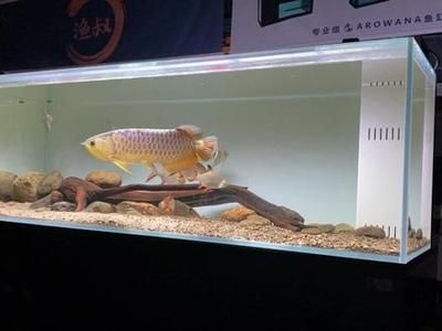 龍魚怎么調(diào)狀態(tài)最好：如何調(diào)整龍魚狀態(tài) 龍魚百科 第2張